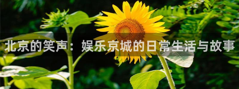 壹号大舞台怎么注册：北京的笑声：娱乐京城的日常生活与故事